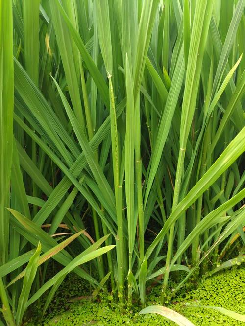 水稻原产于中国和印度,七千多年前中国长江流域的先民们就有种植水稻.
