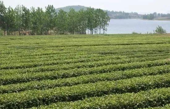 铜山区跃腾谷物种植专业合作社成立于2019年6月,马家村富硒产品非常